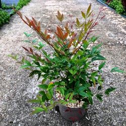 Nandina domestica