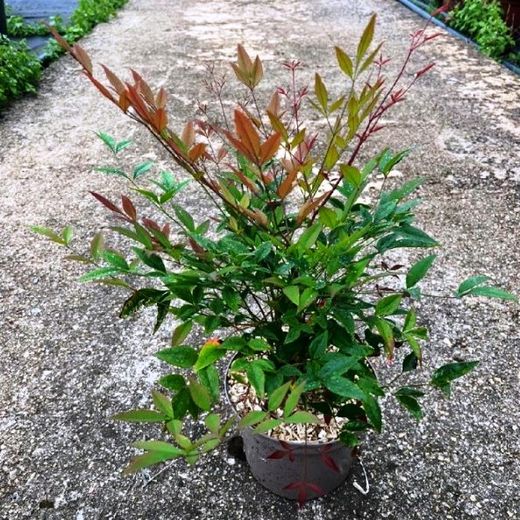 Nandina domestica
