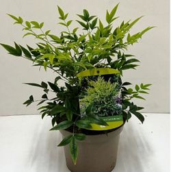 Nandina domestica
