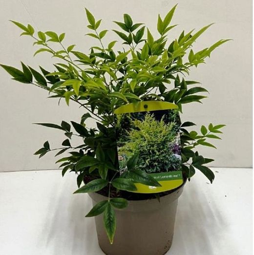 Nandina domestica