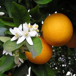 Naranjo Enano
