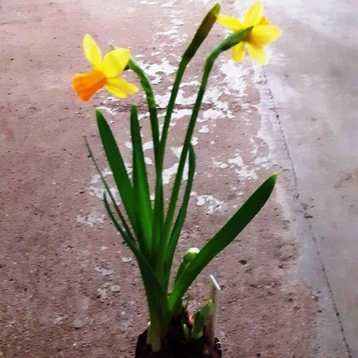 narcisos