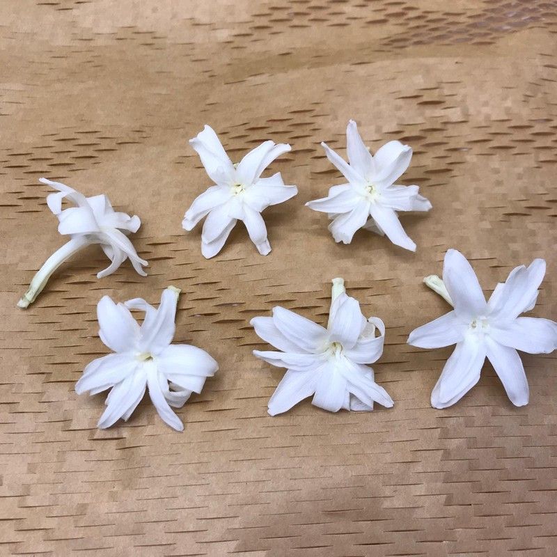 Nardos Preservados Caja 6 uds. Nardos Azul Cielo