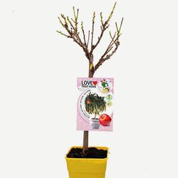 Nectarina Nan