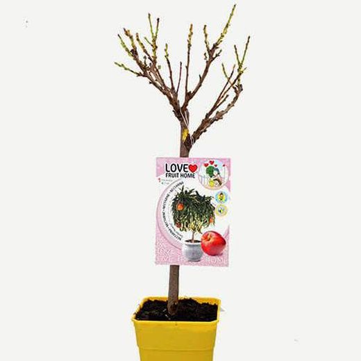 Nectarina Nan