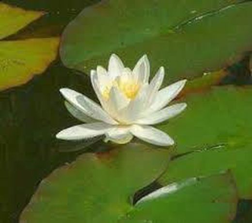 Nenúfares