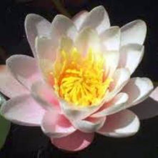 Nenúfares