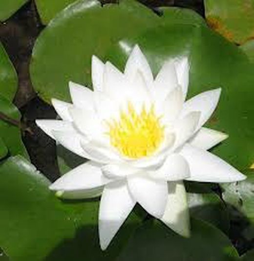 Nenúfares