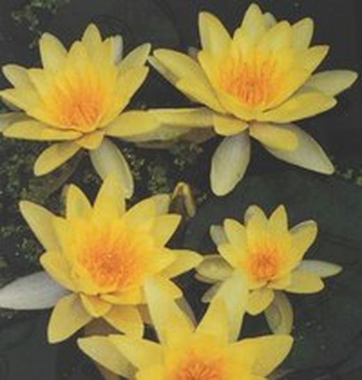 Nenúfares