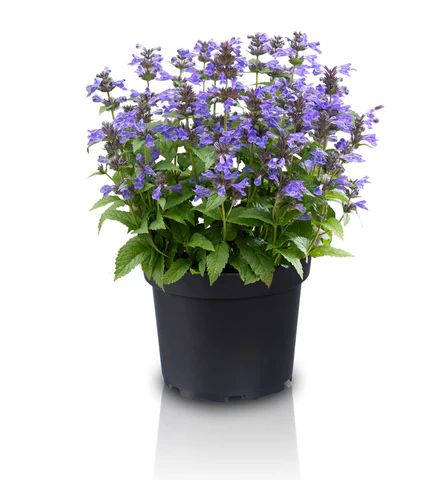 Nepeta Hybrid Neptune Caja 6 uds.