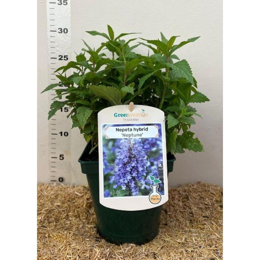 Nepeta Hybrid Neptune Caja 6 uds.