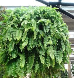 Nephrolepis Exemplar