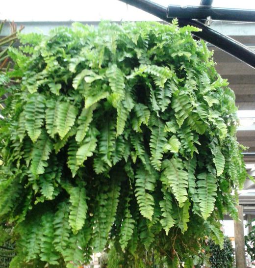 Nephrolepis Exemplar