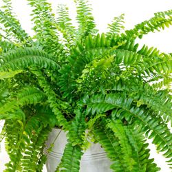 Nephrolepis Exemplar