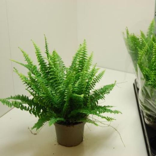 Nephrolepis Montana