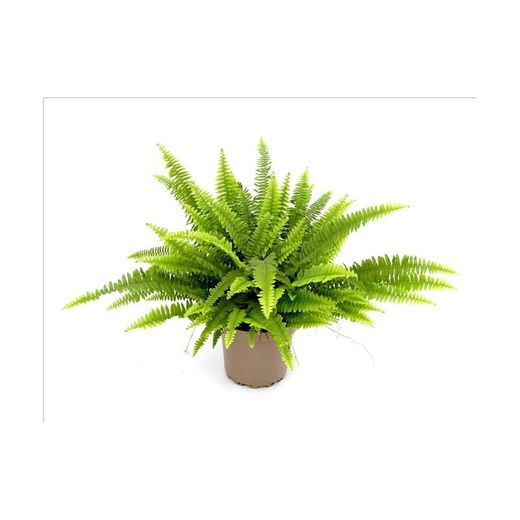 Nephrolepis Montana