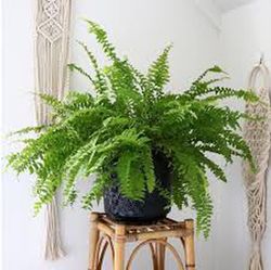 Nephrolepis Montana
