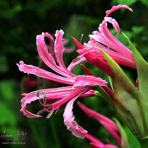 Nerine, Azucena de Guernese 10 tallos