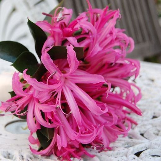 Nérine, Lys de Guernèse 10 tiges