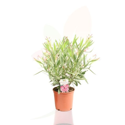 NERIUM ROSA