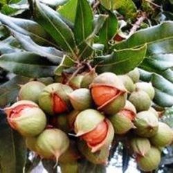 Árbol Nuez de Macadamia