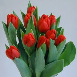 Flores de temporada