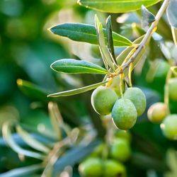 Olivo Arbequina