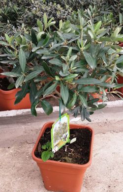 Olivo Enano