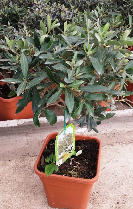 Olivo Enano
