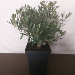 Olivo Enano