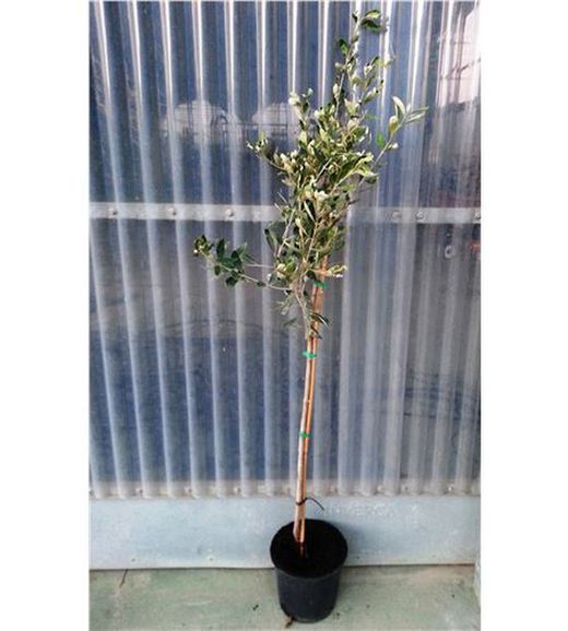 Olivo Griego Kalamata