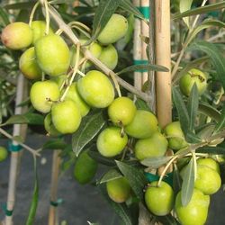 Olivo Manzanilla
