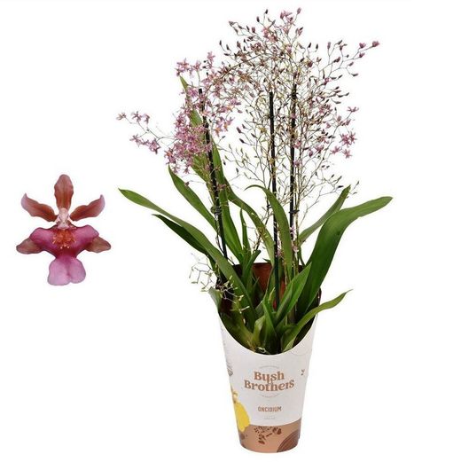 Oncidium