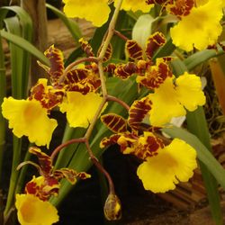 Oncidium