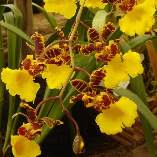 Oncidium