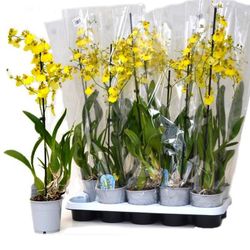 Oncidium