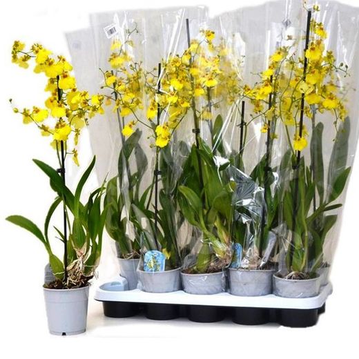 Oncidium