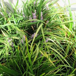 Ophiopogon Jaburan