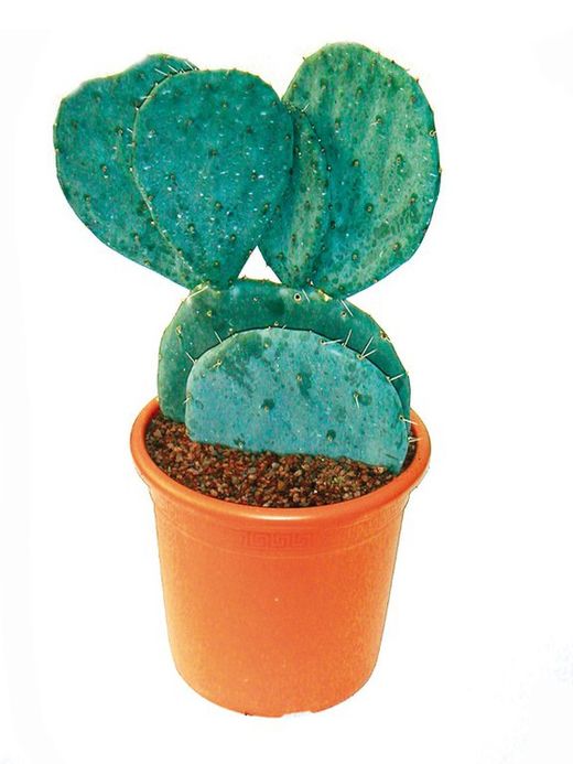 Opuntia Robusta