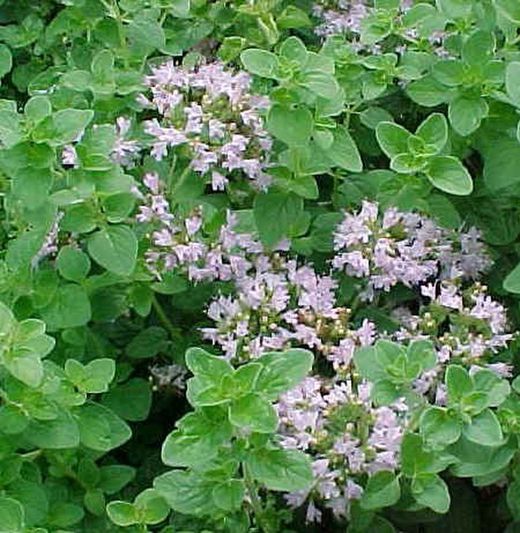 Orégano Bio