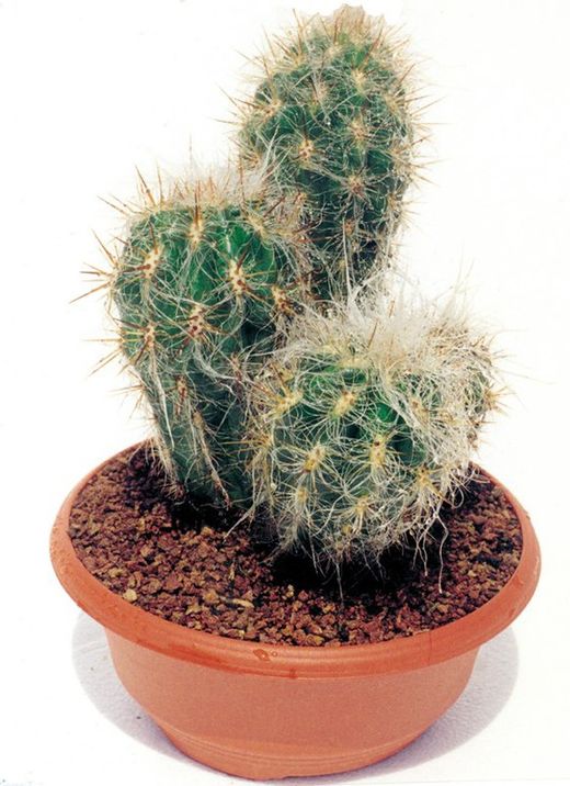 Oreocereus Trolli
