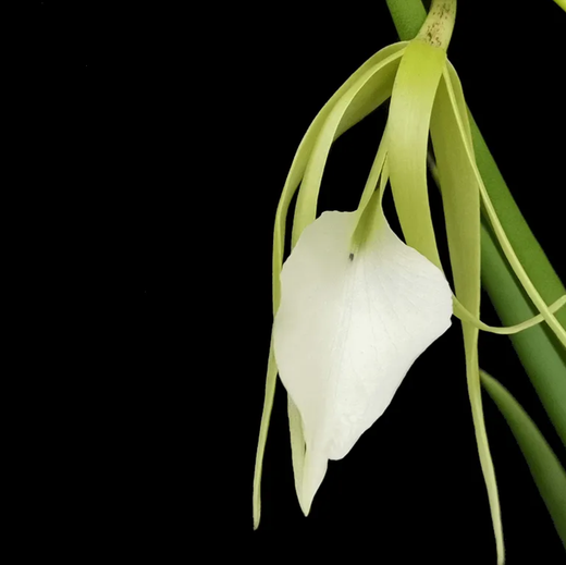 Orquidea Brassavola