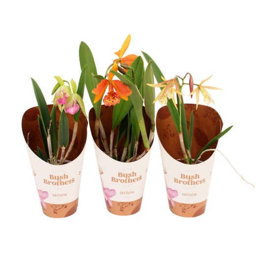 Orquidea Brassavola