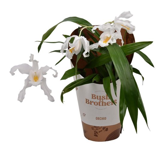 Orchidée Coelogyne