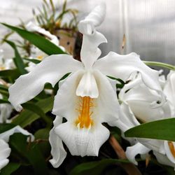 Orchidée Coelogyne