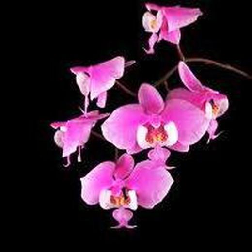 Orquidea Phalaenopsis en maceta de Cerámica
