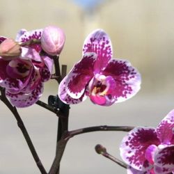 Orquidea Phalaenopsis en maceta de Cerámica