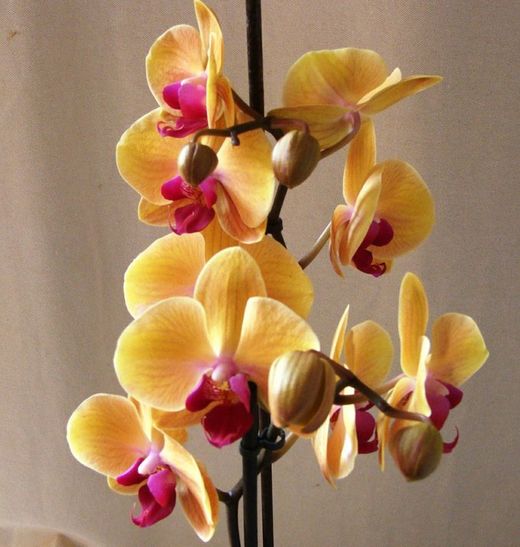 Orquidea Phalaenopsis en maceta de Cerámica