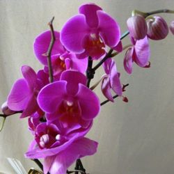 Orquidea Phalaenopsis en maceta de Cerámica