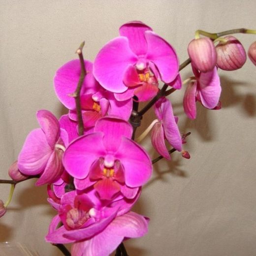 Orquidea Phalaenopsis en maceta de Cerámica